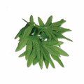 Goldengifts Tropical Fern Leaf Wristlet-Anklet, 12PK GO48570
